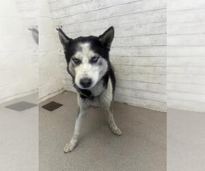 Siberian Husky Dogs for adoption in San Bernardino, CA, USA