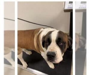 Saint Bernard Dogs for adoption in NEWPORT NH, NH, USA