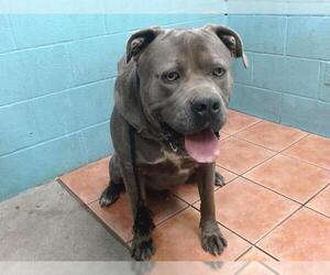 American Pit Bull Terrier Dogs for adoption in Downey, CA, USA