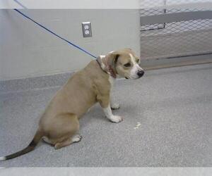 American Pit Bull Terrier-Unknown Mix Dogs for adoption in Pasadena, TX, USA