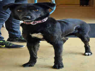 Borador Dogs for adoption in Ogden, UT, USA