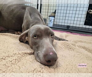 Medium Photo #4 Weimaraner Puppy For Sale in Brewster, NY, USA