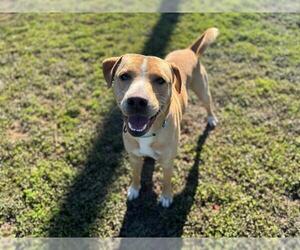 Labrador Retriever-Unknown Mix Dogs for adoption in Ocala, FL, USA