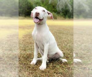 American Pit Bull Terrier Dogs for adoption in PIPE CREEK, TX, USA