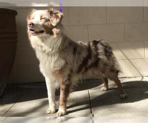 Australian Shepherd Dogs for adoption in pomona, CA, USA
