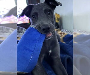 Blue Lacy-Unknown Mix Dogs for adoption in Ogden, UT, USA