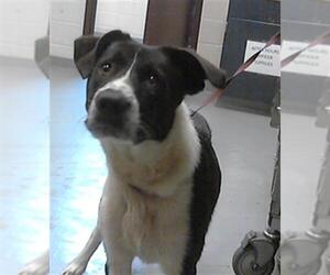 Border Collie-Unknown Mix Dogs for adoption in Fayetteville, NC, USA