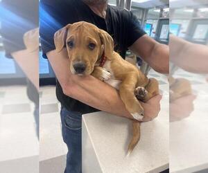 Mutt Dogs for adoption in Oklahoma City, OK, USA