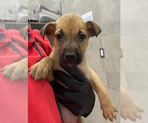 German Shepherd Dog Dogs for adoption in Baytown, TX, USA