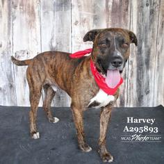 Bullboxer Pit Dogs for adoption in Conroe, TX, USA