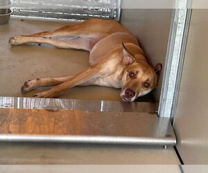 German Shepherd Dog-Unknown Mix Dogs for adoption in Ocala, FL, USA