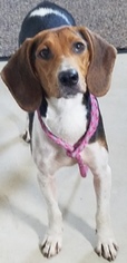 Coonhound Dogs for adoption in Sistersville, WV, USA