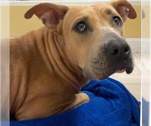 American Pit Bull Terrier-Unknown Mix Dogs for adoption in Fort Lauderdale, FL, USA