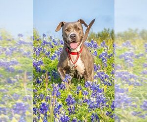 Staffordshire Bull Terrier-Unknown Mix Dogs for adoption in Katy, TX, USA