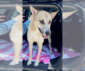 German Shepherd Dog-Unknown Mix Dogs for adoption in Rancho Cucamonga, CA, USA