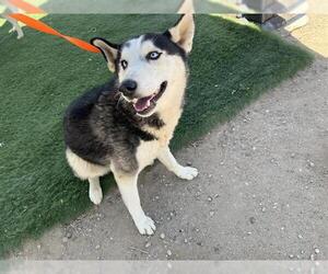 - Mix Dogs for adoption in HESPERIA, CA, USA