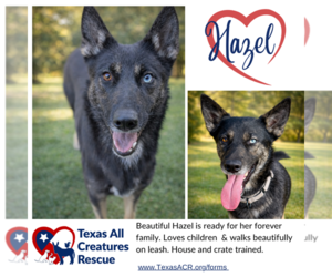 German Shepherd Dog-Unknown Mix Dogs for adoption in Lillian, TX, USA