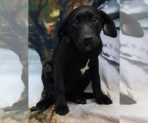 Bulldog-Labrador Retriever Mix Dogs for adoption in Wetumpka, AL, USA