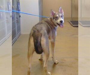 Siberian Husky-Unknown Mix Dogs for adoption in Sacramento, CA, USA