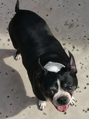 Boston Terrier Dogs for adoption in Lake Mary, FL, USA