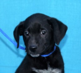 Medium Photo #1 German Shepherd Dog-Unknown Mix Puppy For Sale in Mukwonago, WI, USA
