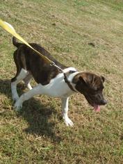Bassugg Dogs for adoption in Winder, GA, USA