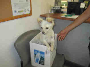 Chion Dogs for adoption in Santa Barbara, CA, USA