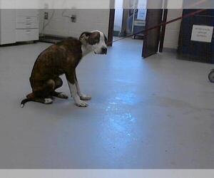 American Pit Bull Terrier Dogs for adoption in Fayetteville, NC, USA
