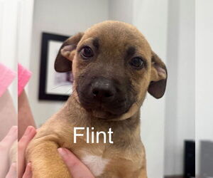 Mutt Dogs for adoption in Hilton Head, SC, USA