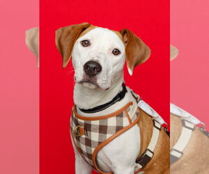 Mutt Dogs for adoption in Spotsylvania, VA, USA