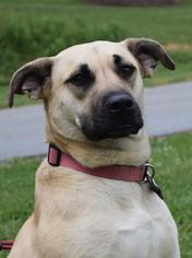 Labrador Retriever-Unknown Mix Dogs for adoption in Brevard, NC, USA