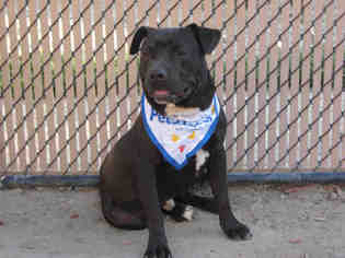 Staffordshire Bull Terrier Dogs for adoption in Norco, CA, USA