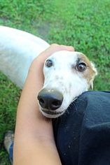 Greyhound Dogs for adoption in Randleman, NC, USA