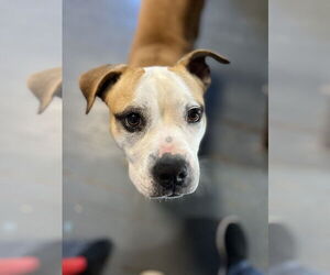 American Bulldog Dogs for adoption in Mooresville, NC, USA