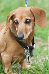 Dachshund Dogs for adoption in Johnson City, TN, USA