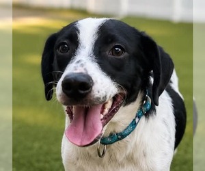 Labrador Retriever-Unknown Mix Dogs for adoption in Canton, CT, USA