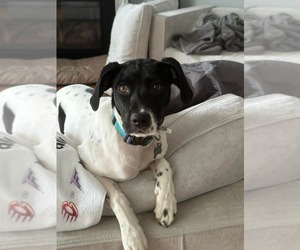 Mutt Dogs for adoption in Holly Springs, NC, USA