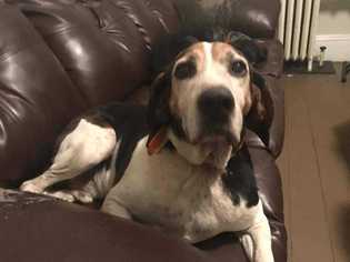 Treeing Walker Coonhound Dogs for adoption in Glen Haven, WI, USA