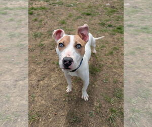 Parson Russell Terrier-Unknown Mix Dogs for adoption in Calhoun, GA, USA