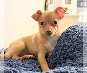 Chiweenie Dogs for adoption in Oakland Park, FL, USA