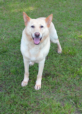 German Shepherd Dog Dogs for adoption in Brooksville, FL, USA