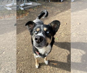 Mutt Dogs for adoption in Fort Collins, CO, USA