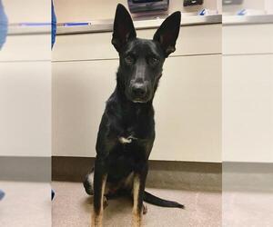 German Shepherd Dog-Unknown Mix Dogs for adoption in HESPERIA, CA, USA