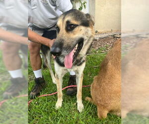 German Shepherd Dog Dogs for adoption in West Palm Beach, FL, USA