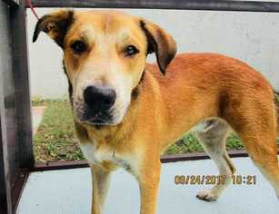 Shepradors Dogs for adoption in Tampa, FL, USA