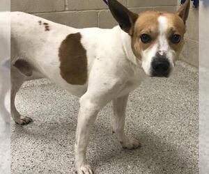 Labrador Retriever-Unknown Mix Dogs for adoption in Conroe, TX, USA