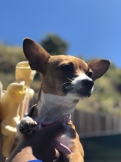 Chi-Corgi Dogs for adoption in San Francisco, CA, USA