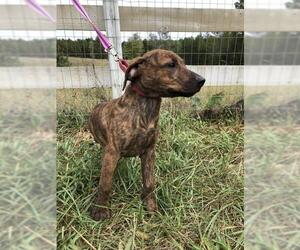 Catahoula Leopard Dog-Mountain Cur Mix Dogs for adoption in Columbus, NC, USA