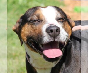 American Pit Bull Terrier-Unknown Mix Dogs for adoption in Lovingston, VA, USA
