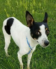 Rat Terrier Dogs for adoption in Bardstown, KY, USA